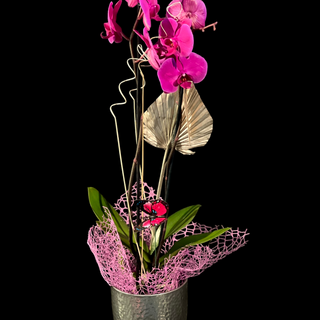 Orhidee in vas ceramic 