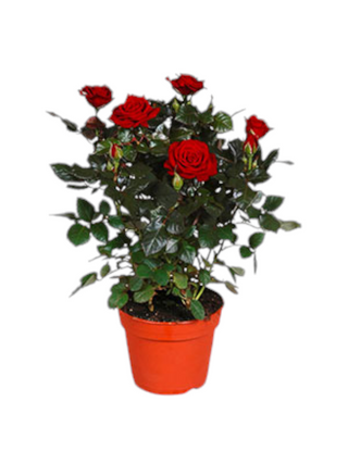 Pianta di rose media