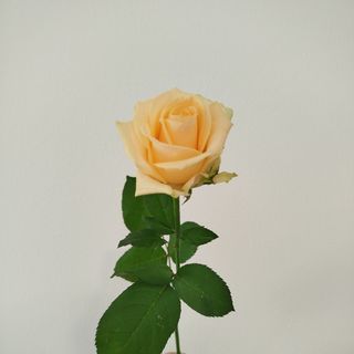 Троянда сорту Піч Аваланч