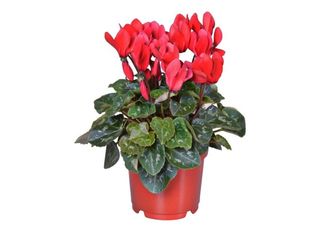 Циклама червена