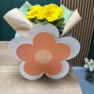 Floricica cu Ghiveci