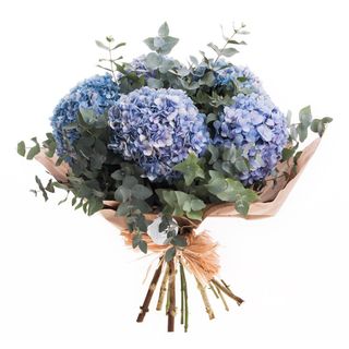 Paquete con 5 Hortensias Gallegas