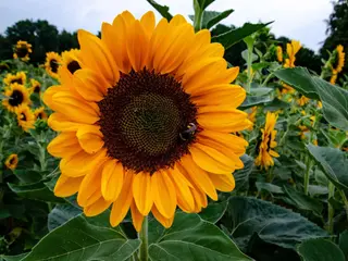 Girasole 