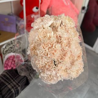 Гвоздика Брют