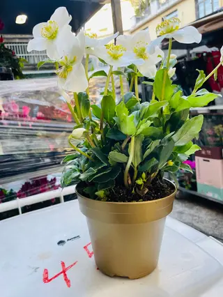 HELLEBORUS