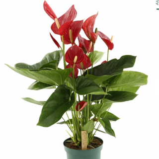 Anthurium Gigante (ROJO)