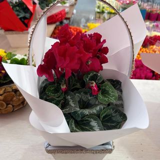 Ciclamen in cosulet din lemn