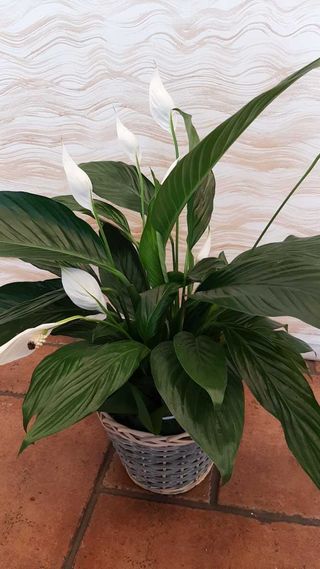 Spathiphyllum