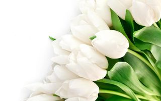 Ramo De 15 Tulipanes Blancos 