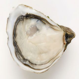 Ostra Louis Argent N.4 pequeña (1 ud.)