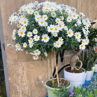 Pianta grande di Margherita 