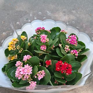 Kalanchoe