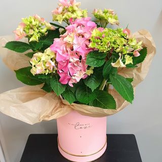 Hortenzija - roza - MixBox 