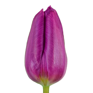  Tulipán Morado Flor Suelta (Por unidad/No es un ramo/No bouquet) 