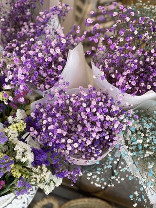 Paniculata de colores! 