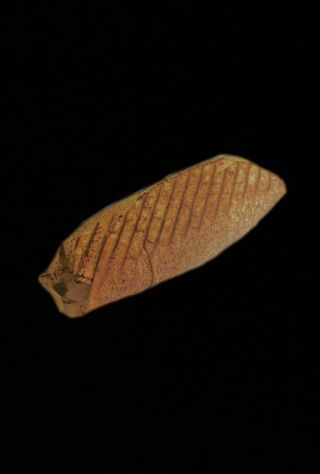 Mały Kebab W Cieście 