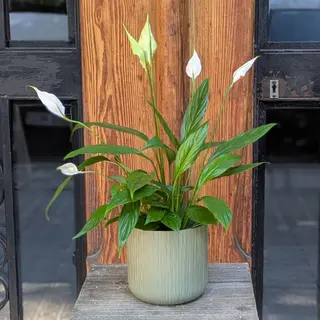 Spathiphyllum: La Planta De la Paz