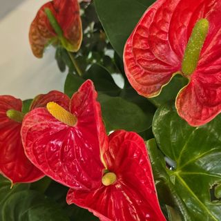 Антуриум-голям,червен