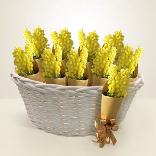 10 Mini bouquet di Mimosa in Cesto 