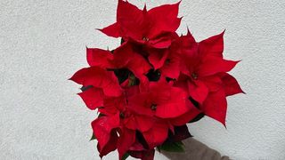 Gwiazda Czerwona - Poinsetcja