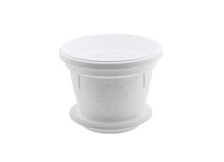 Саксия, бяла, Ф20