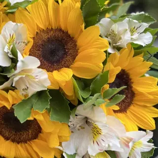 Girasoles