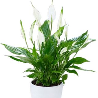 Skrzydłokwiat doniczkowy