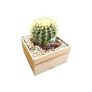 Cacto Cadeira da Sogra - Echinocactus Grusonii