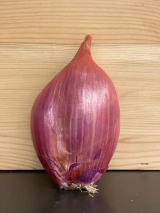 Cipolle rosse di tropea al kg