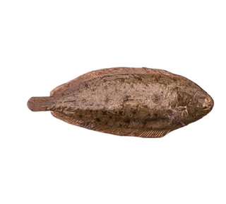 Sole Tigré