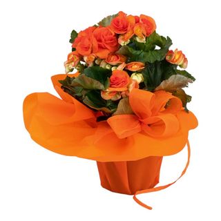 BEGONIA ARANCIONE 