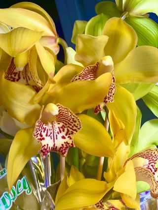 Storczyk do wazonu 1 szt