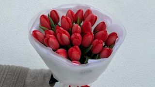 Bukiet czerwonych tulipanów - 25 sztuk