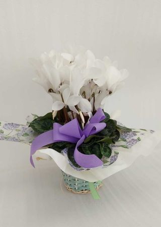 Ciclamino bianco con cesto