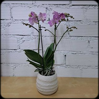orquidea mini kolibri
