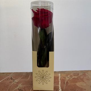 Rosa eterna con tallo color roja