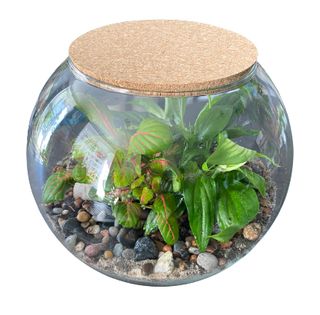 Las w słoiku ( wysokość słoja 22 cm )