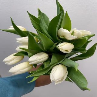 Tulipanes Blancos
