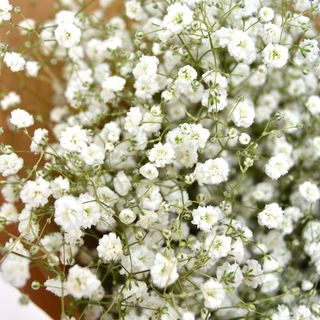 Ramo Paniculata Blanca