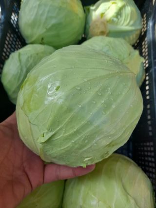 Cavolo capuccio  al pezzo 