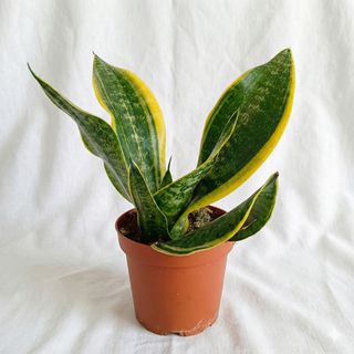 Sanseveria