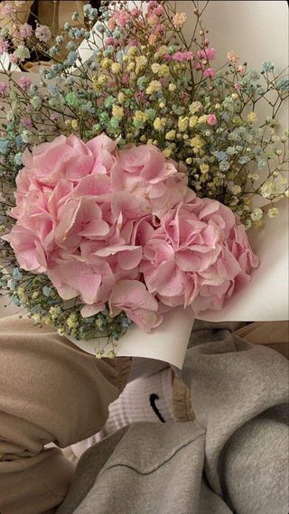 ჰორტენზია ფერადი გიფსოფილა