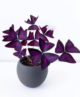 Oxalis Triangularis