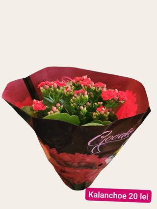 Kalanchoe