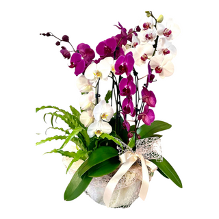 Cesto in vimini con piante di orchidee