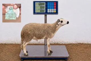 01281859 - 68 Kg