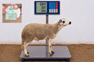01281859 - 68 Kg