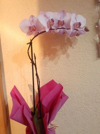 Orhideja