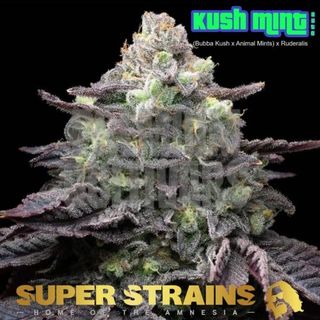 Super Strains Kush Mint Autoflowering x3