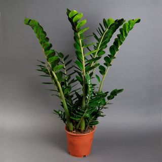 Zamioculcas (50-60 cm)
